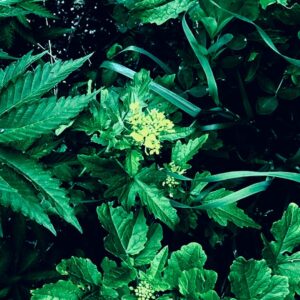 French Aficionados CBD