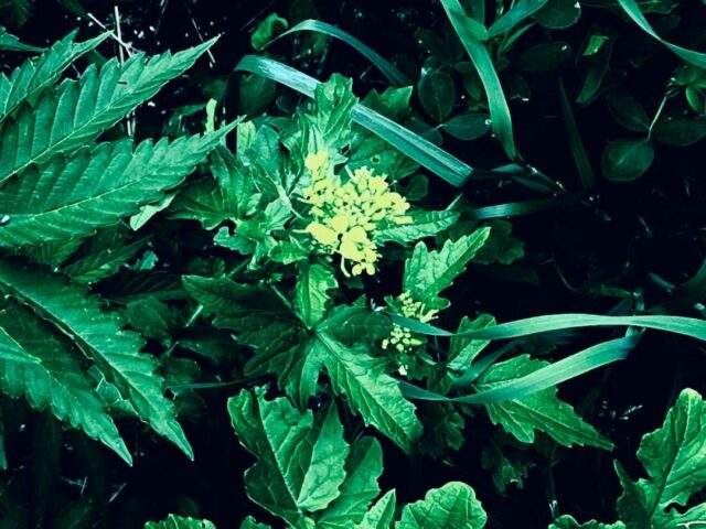 French Aficionados CBD