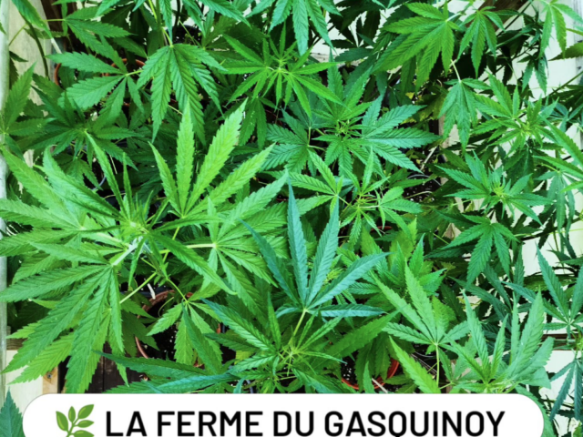 La Ferme du Gasquinoy