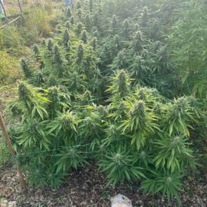 Lamy Antoine Horticole