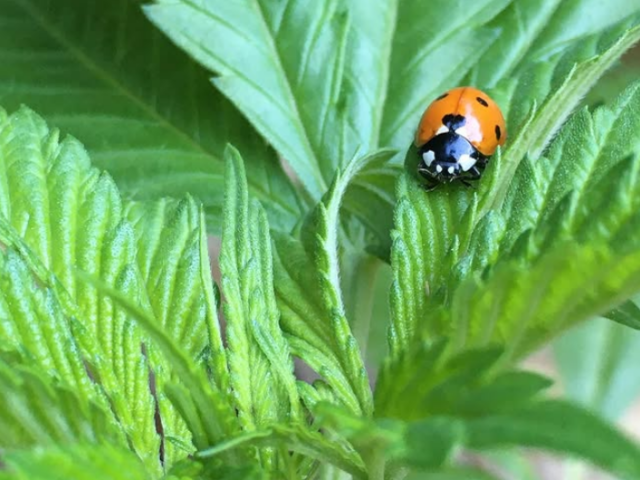 Quinta da Montanha 30