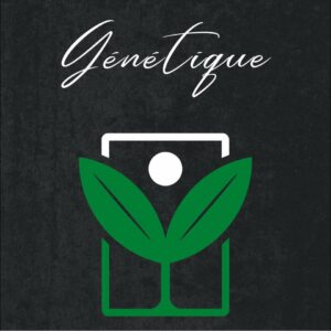 Génétique CBD